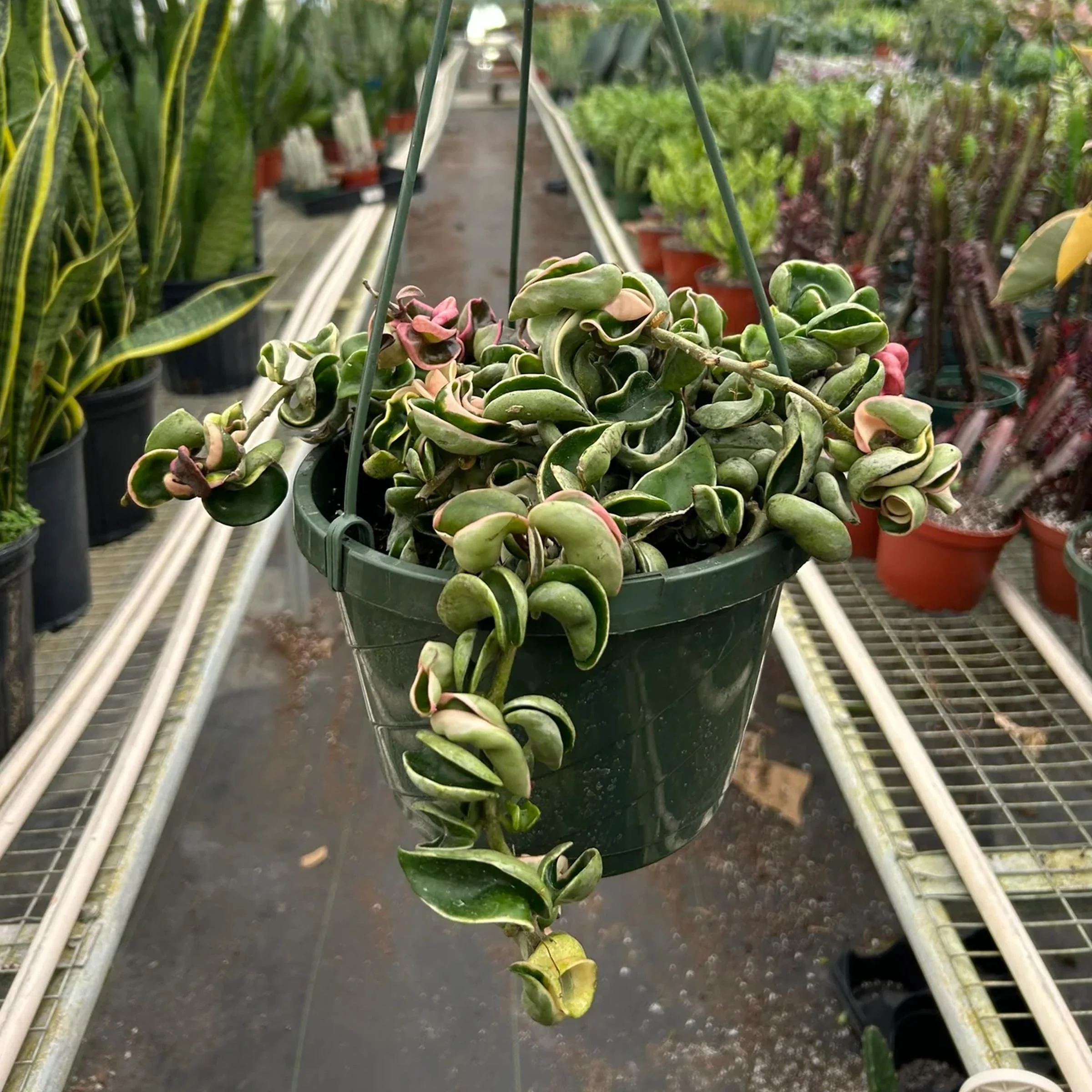 Hoya Carnosa Compacta Variegated — Aloha Plant Life